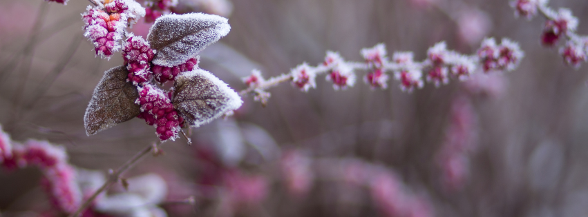 Embrace Balance with Ayurveda This Winter