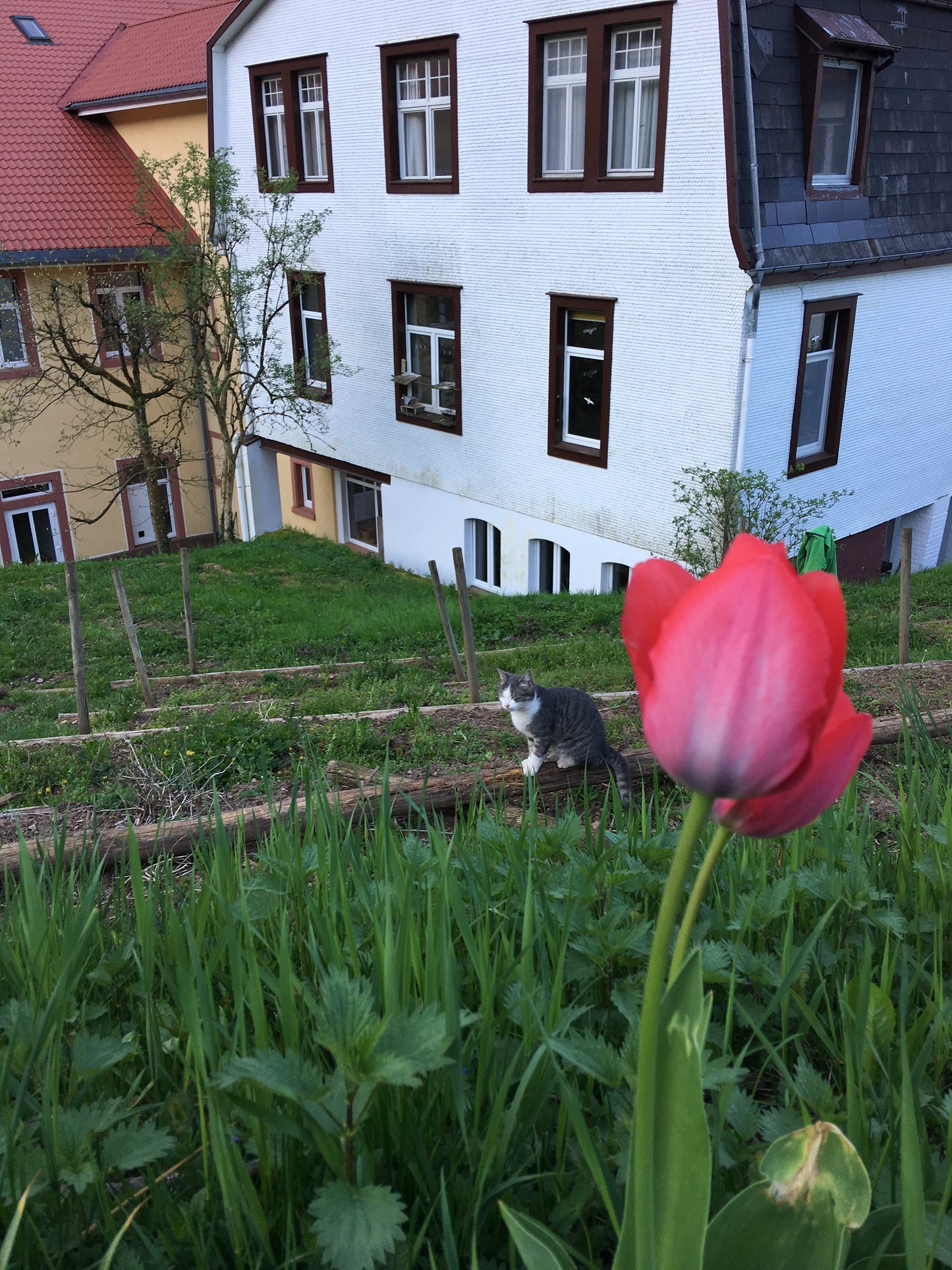 Ayurveda Wellness Retreat in Bad Antogast, Germany